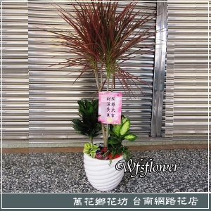 千年木組合盆景