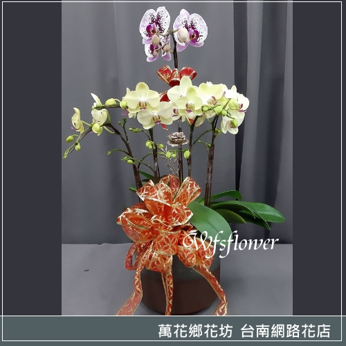 蝴蝶蘭組合盆景 鴻圖大展 廟會 開幕 台南市花店